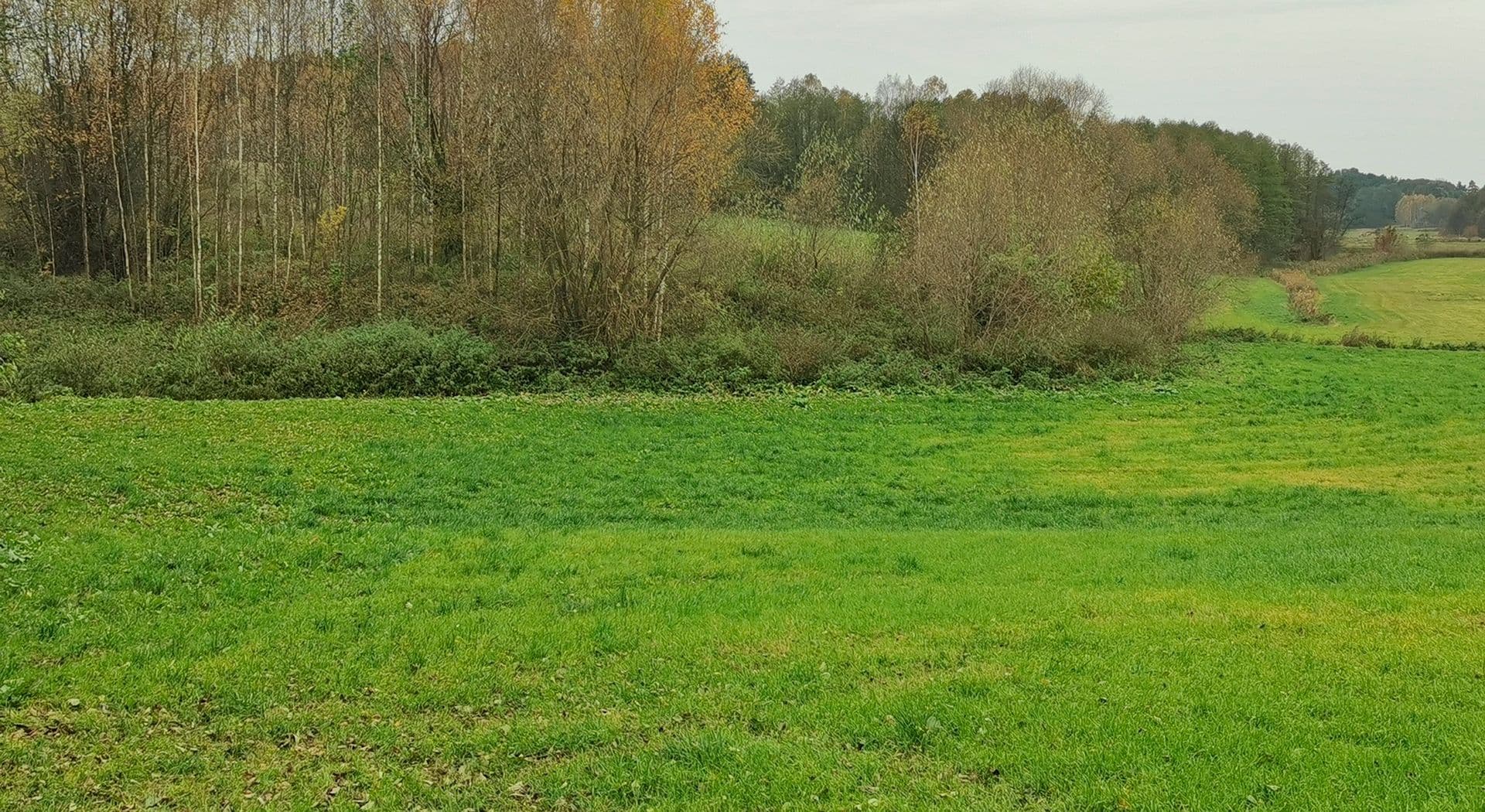 11-Aulekowszczyzna, stan. 1. Fot. L.Pawlata.jpg