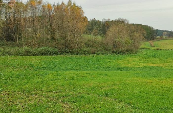 11-Aulekowszczyzna, stan. 1. Fot. L.Pawlata.jpg