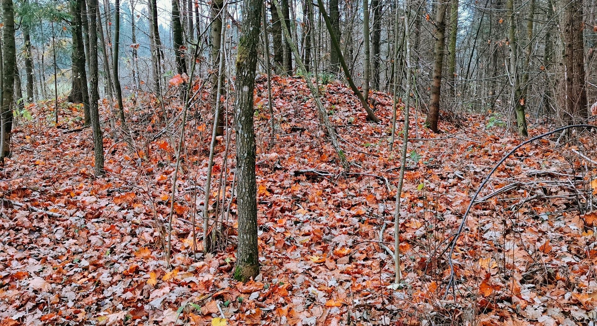6-Kumiałka-stan. 1-fot. L.Pawlata.jpg