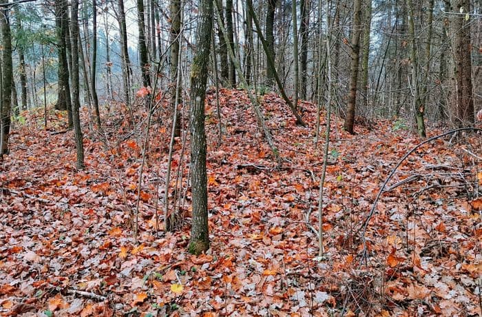 6-Kumiałka-stan. 1-fot. L.Pawlata.jpg